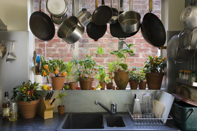 planten geschikt voor in de keuken